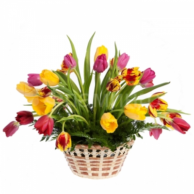 Тюльпаны в корзине Главные цветы весны в веселой, красочной корзине с зеленью. Разноцветные тюльпаны непременно поднимут настроение получателю и станут отличным подарком на 8 марта или по любому другому поводу. Порадуйте любимых и близких яркой, по-настоящему весенней цветочной корзиной с доставкой, как бы далеко от Вас они ни находились! Тюльпаны разных цветов, папоротник, корзина, оазис.