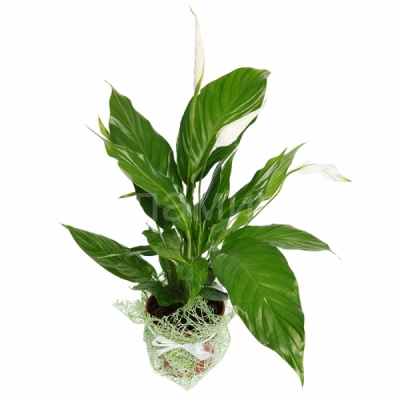 Спатифиллум Комнатное растение спатифиллум – замечательный подарок для Ваших любимых и близких, неравнодушных к миру флоры. Популярное комнатное растение, которое имеет второе,